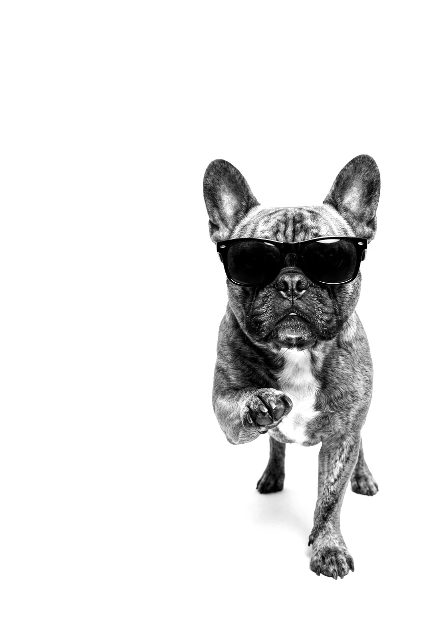 Französische Bulldogge mit Sonnenbrille zeigt auf dich