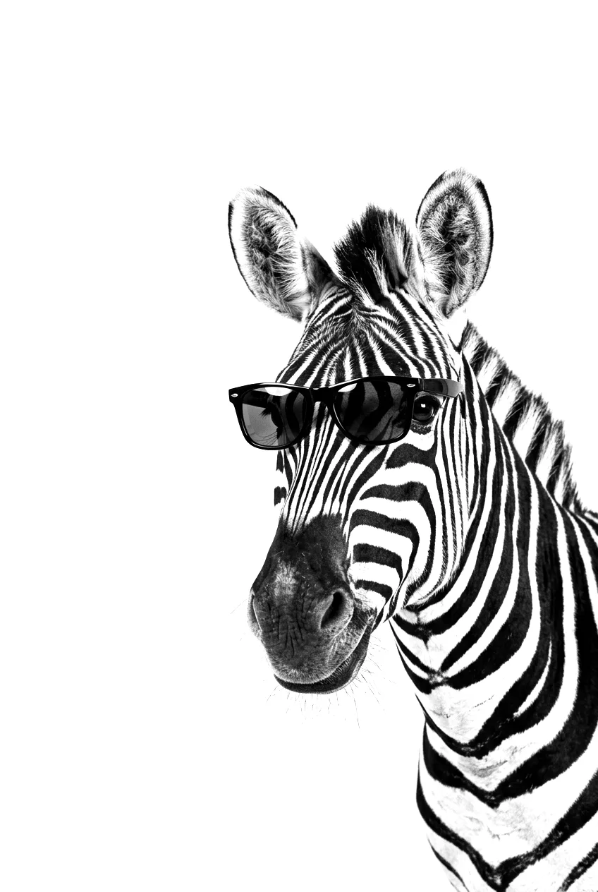 Zebra mit Sonnenbrille